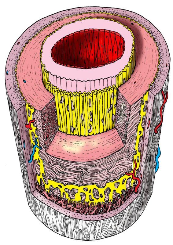 Tepny elastického typu s převahou elastických vláken ve stěně. Patří k nim velké tepny, jako je aorta a arteriae iliacae.