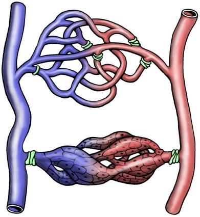 Regulaci krve umožňují rovněž arteriovenózní anastomózy, což jsou přímé spojky mezi arterií a žílou, obsahující v tunica media hladkou svalovinu.