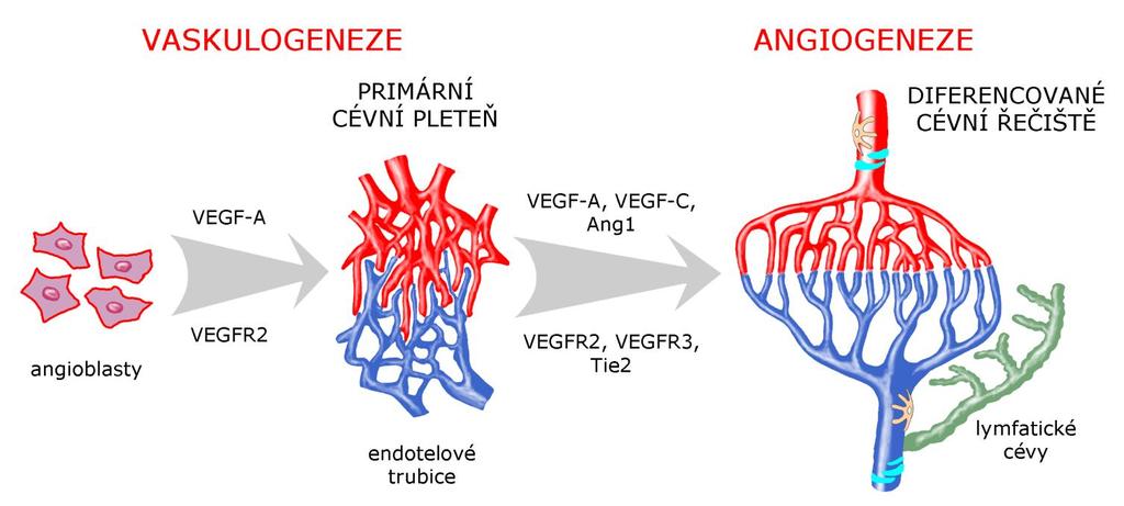 Úprava řečiště konečné (sítnice, slezina, ledvina) funkčně konečné (srdce,