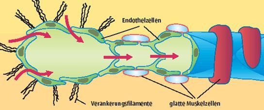 lymphaticum, trunci