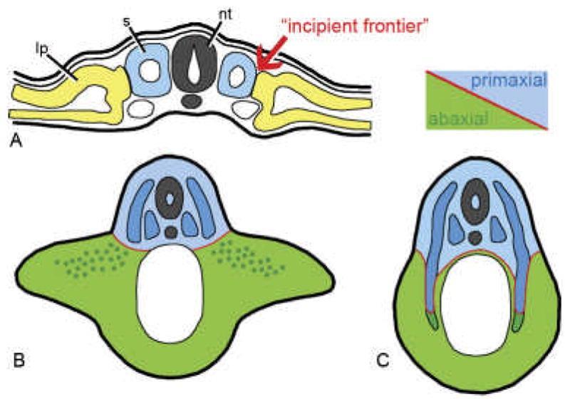 Morfogeneze svalu je řízena vazivem, dle jeho původu lze rozpoznat dvě populace J Exp Zool B Mol Dev Evol. 2009, 312:603-12. The lateral somitic frontier in ontogeny and phylogeny.