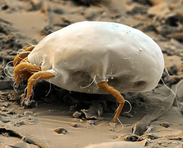 Obrázek 13.2 Barevné mikrofotografie roztoče prachového (Dermatophagoides pteronyssinus) pod elektronovým mikroskopem [6] Počet roztočů se během roku mění.