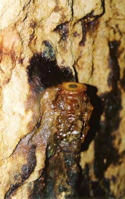 Holešák, r. 2012). Fig. 12 Lime stalagmite grown in underground of the Infernal drift (photo from the archive of J. Holešák, 2012) Vraťme se opět k Pekelné štole.