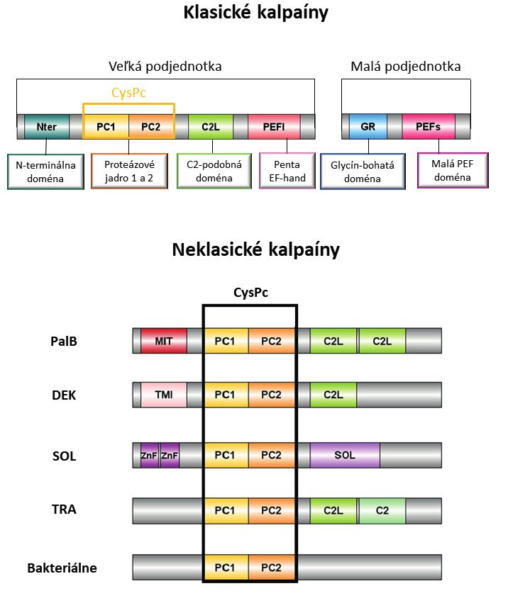 ODBORNÉ SDĚLENÍ Obrázok 1: Štruktúra kalpaínov Klasické kalpaíny sa skladajú z veľkej a malej podjednotky.