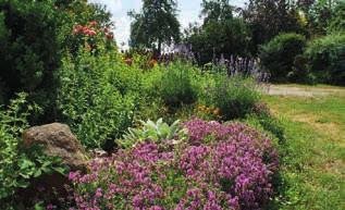 Motýlí zahradničení V západní Evropě nebo v USA se v poslední době stává poměrně módní záležitostí tzv. motýlí zahradničení (butterfly gardening).