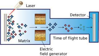 MALDI-TOF MS Směs vzorku s matricí (kyselinou skořicovou) na podložce je zasažena nanosekundovým pulzem laseru.