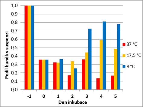 Graf I (b): Vývoj počtu preinkubovaných buněk při kultivaci ve sledovaných teplotách. Buňky (adherované k povrchu vs.