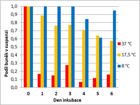 Při teplotě 8 C se buňky vyvíjely téměř pouze v suspenzi a jen malé množství bylo adherované k povrchu kultivační destičky.