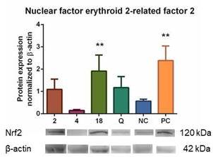 Obr. 2 Efekt stilbenů 2, 4 a 18 na aktivaci Nrf2-ARE systému. * = p < 0.05; *** = p < 0.