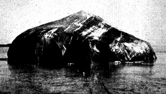 Teorie ostrovní biogeografie: Wilsonovy a Simberloffovy experimenty 1.