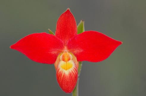 Botanická zahrada Představení ředitelem Současný stav i vývoj posledních let jsou pokračováním již téměř 30 let sledované koncepce.