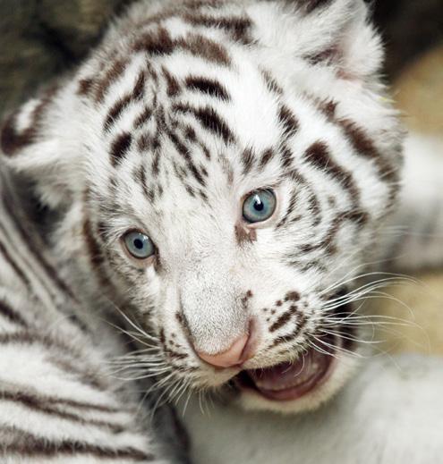 Zoologická zahrada Liberec Posláním Zoo Liberec je vtáhnout lidi do světa zvířat takového, jaký je jedinečného, rozmanitého a ohroženého.