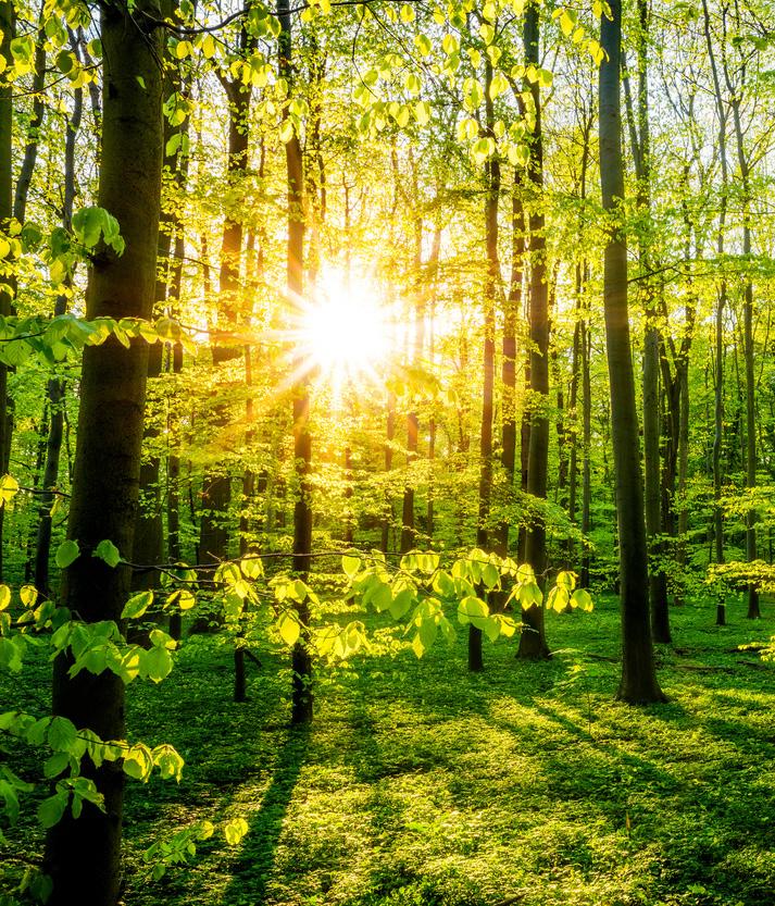 Městské lesy Liberec Klimatická změna, sucho, kůrovcová kalamita, nedostatek vody v krajině a mnoho dalšího, co se týká přírody, ovlivňuje i hospodaření v lesích ve vlastnictví statutárního města