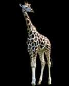 12. 5. 2010 plzeňská zoo přivítala sympatického dlouhána, dvouletého žirafího samce Lexe. Druhý Bořek ho následoval.