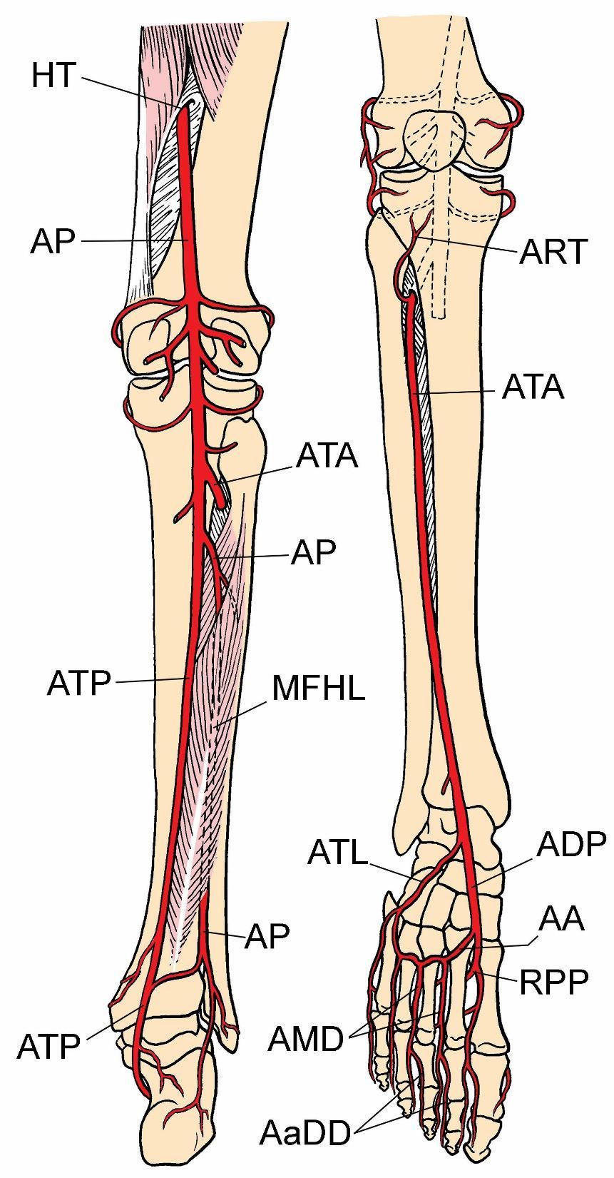 A.poplitea a. genus sup. m. + l. a. genus media a. genus inf. m. + l. aa. surales a. tibialis posterior a.