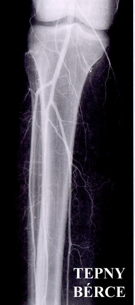 Anatomie.