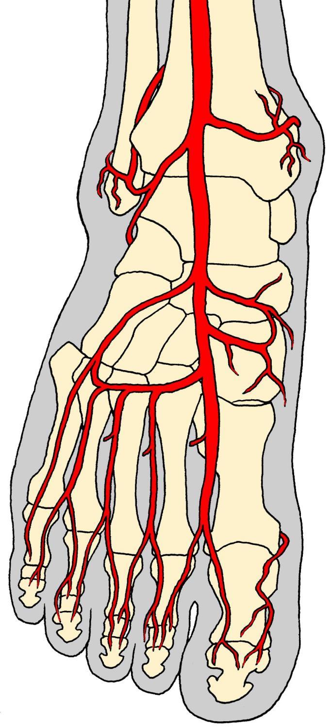 A. tibialis anterior a. malleolaris ant. med. a. malleolaris ant. lat. a. dorsalis pedis a. tarsalis lat. a. tarsales med. a. arcuata aa.
