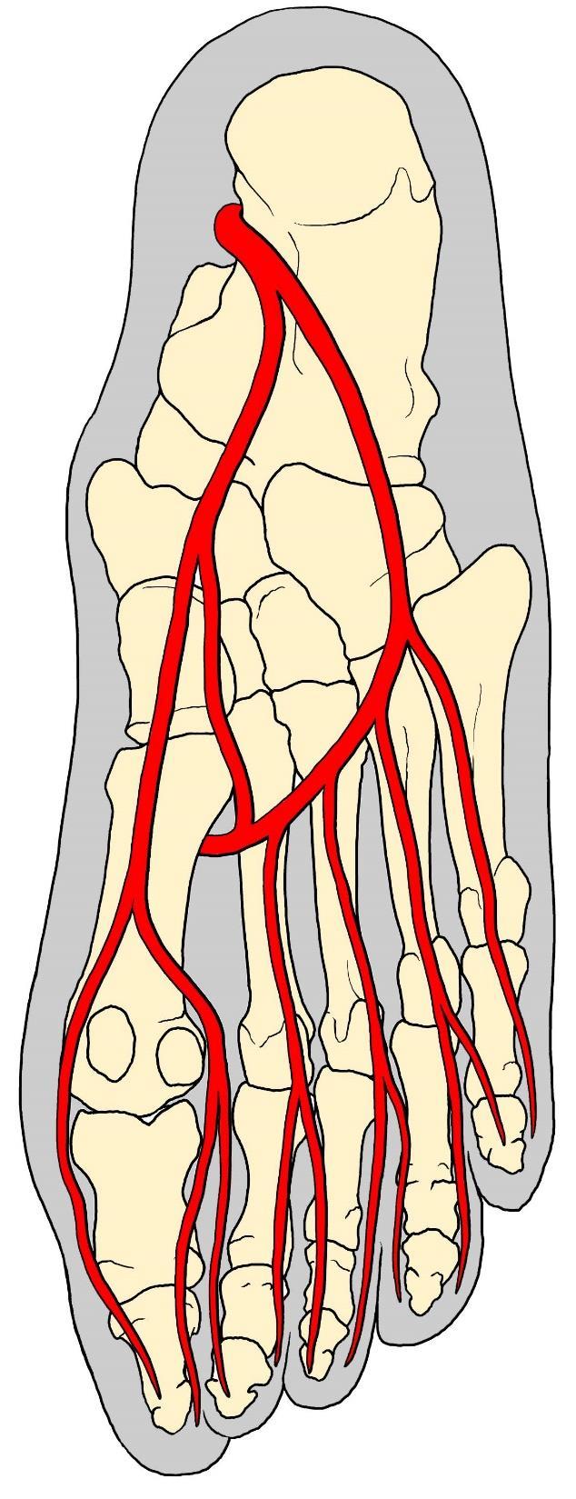 a. tibialis posterior a. plantaris med. r.