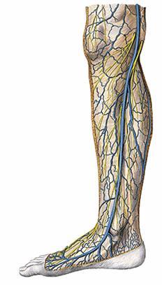 v. saphena parva v.