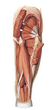 Sobottův anatomický atlas 2, překlad 22.