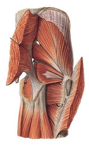 gluteus maximus, medius et minimus m.