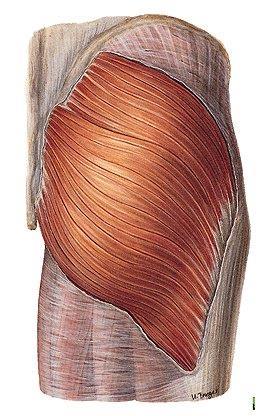 iliotibialis Pelvitrochanterické svaly