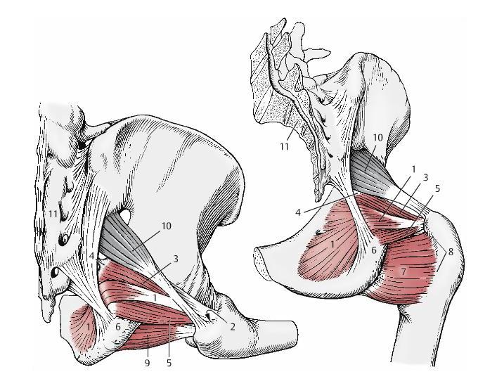 Platzer W: Locomotor