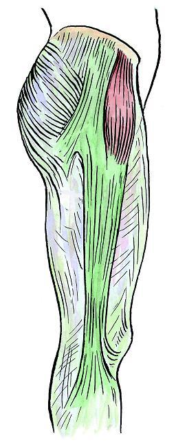 Čihák R: Anatomie 1. Praha, Grada, M.