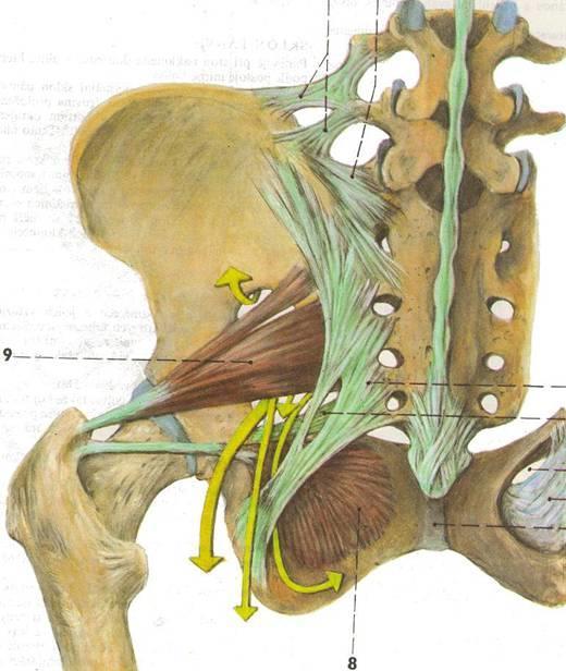 For. suprapiriforme a.+v. + n. gluteus sup. For. infrapiriforme a.+v. + n. gluteus inf. n. Ischiadicus n. cut.