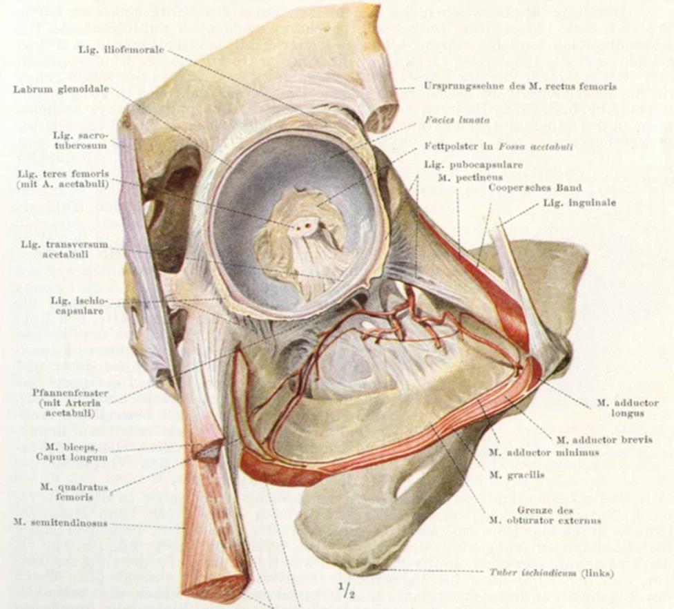 Caput rectum