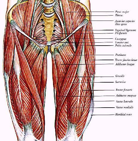 Mediální skupina Adduktory m. gracilis, m. pectineus, m. adductor longus, m.