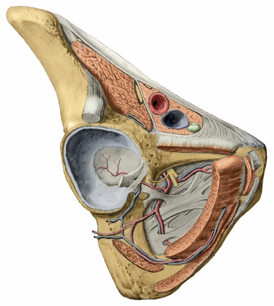 Lacuna vasorum et lacuna musculorum Grim, Naňka, Helekal: Atlas Anatomie člověka I, Grada 2014 Arcus iliopectineus, lig.