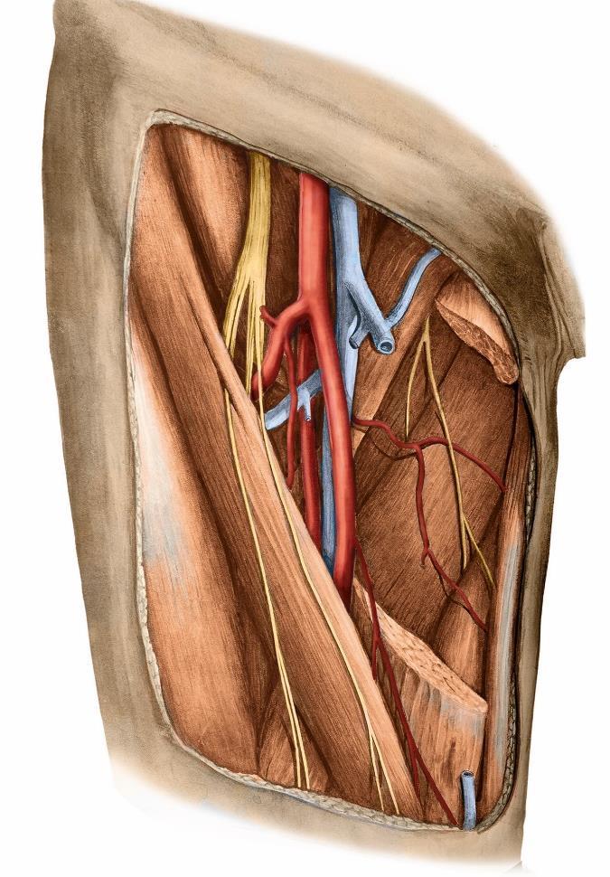 Lamina cribrosa fasciae