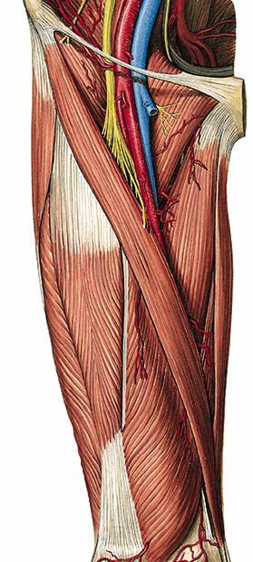 Anatomie člověka I, Grada 2014