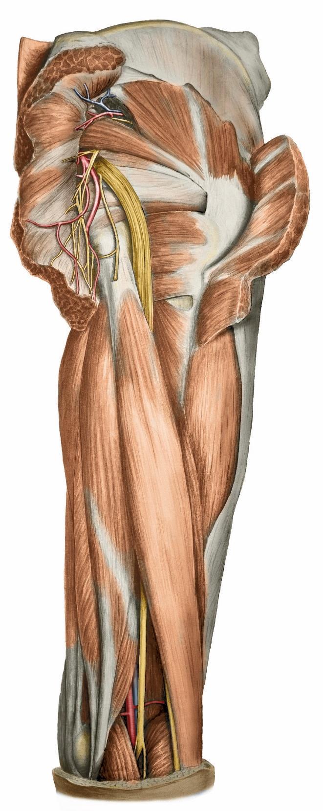 Zadní skupina ( hamstringy ) m. biceps femoris, m. semitendinosus, m.