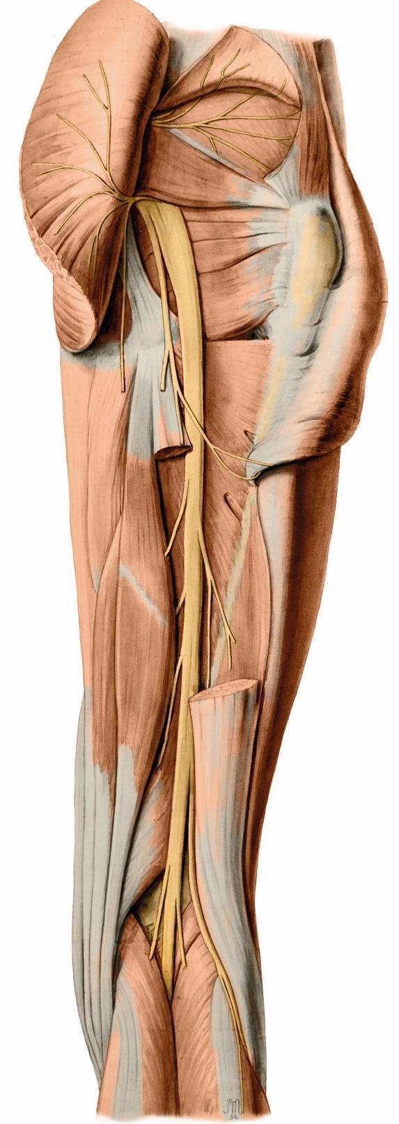 gracilis m. semitendinosus Pes anserinus profundus úpon. m. semimembranosus Lig.