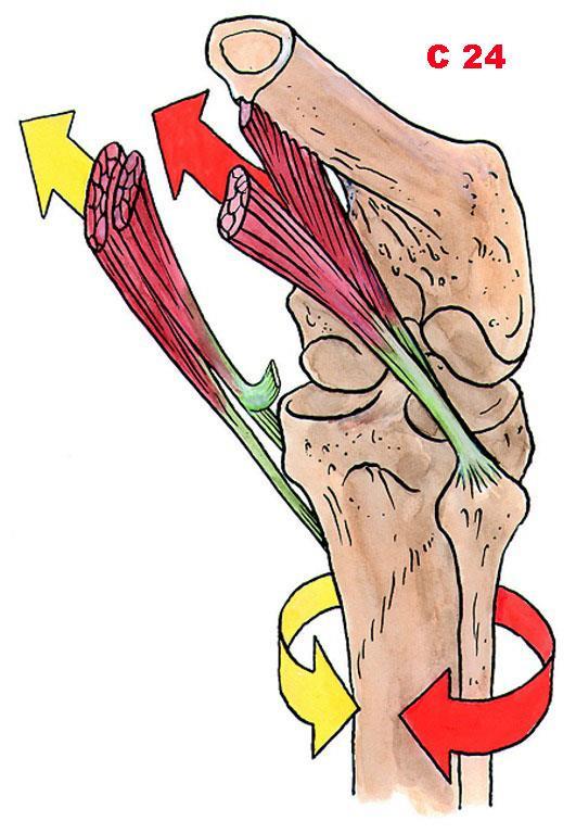 Čihák R: Anatomie1.