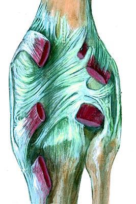 superficialis m. sartorius m.