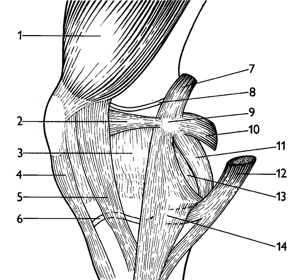 semitendinosus Pes anserinus