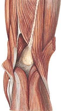 Tillmann: Atlas der Anatomie.