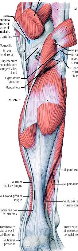 Tillmann: Atlas der Anatomie.