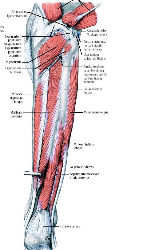Dorsální skupina hluboká vrstva m. tibialis posterior m. flexor digitorum longus m.
