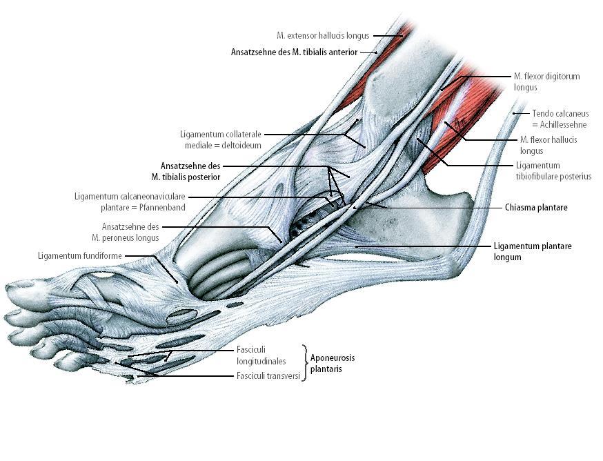 Tillmann: Atlas der Anatomie.