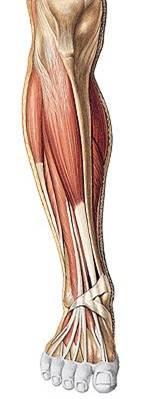 Sobottův anatomický atlas 2, překlad 22.