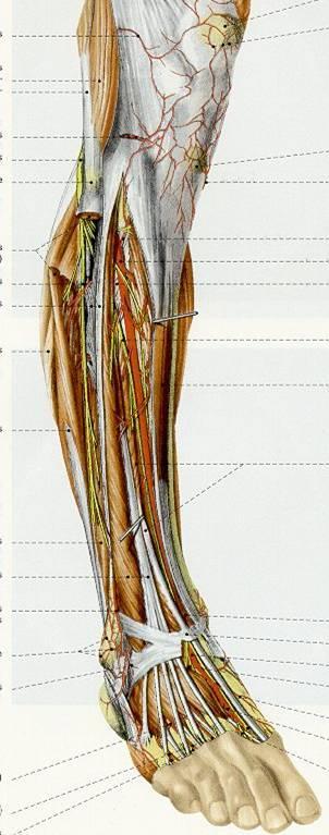 et inf. vaginae tendinum tarsales an
