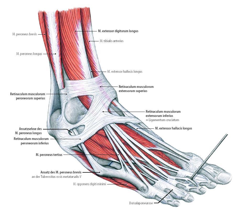 Tillmann: Atlas der Anatomie.