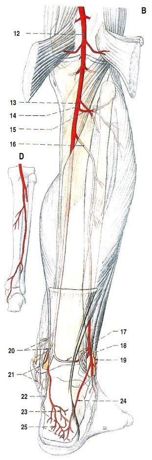 a. tibialis anterior a. malleolaris ant. med. a. malleolaris ant. lat.
