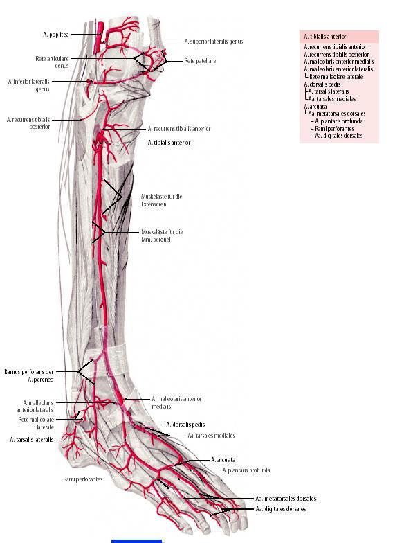 Anatomie.