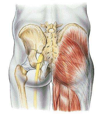 Sobottův anatomický atlas