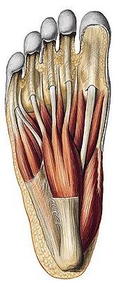 flexor digitorum longus m.